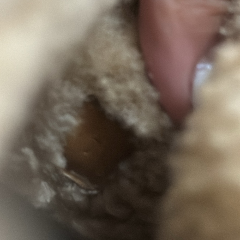 Mongolian Lamb Gucci boots - Picture 4 of 5
